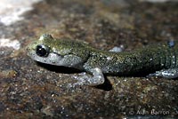 Speckled Black Salamander