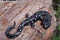 Speckled Black Salamander