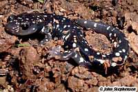 Speckled Black Salamander