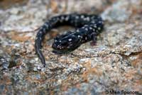 Speckled Black Salamander