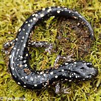 Speckled Black Salamander