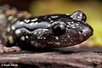 Speckled Black Salamander