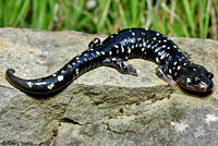 Speckled Black Salamander