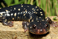 Speckled Black Salamander