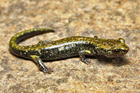 Speckled Black Salamander