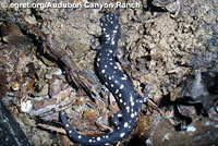 Speckled Black Salamander