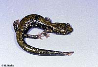 Speckled Black Salamander