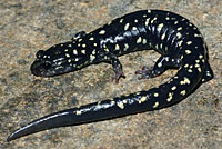 Speckled Black Salamander