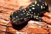 Speckled Black Salamander