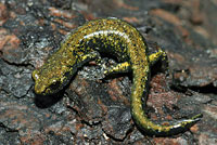 Speckled Black Salamander