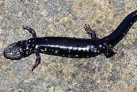 Speckled Black Salamander