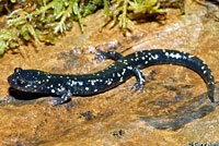 Speckled Black Salamander