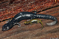 Speckled Black Salamander