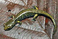 Speckled Black Salamander