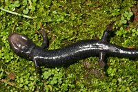 Speckled Black Salamander 