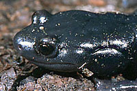 Speckled Black Salamander