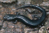 Speckled Black Salamander