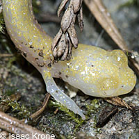 Speckled Black Salamander