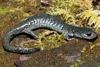 Speckled Black Salamander