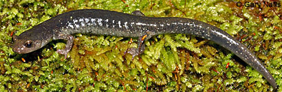 Speckled Black Salamander