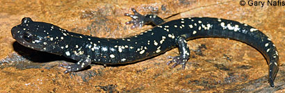 Speckled Black Salamander