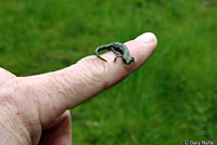 Speckled Black Salamander