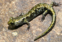 Speckled Black Salamander