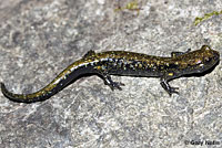 Speckled Black Salamander