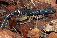 Speckled Black Salamander 