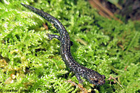 Speckled Black Salamander 