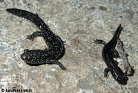 Speckled Black Salamander 