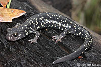 Speckled Black Salamander