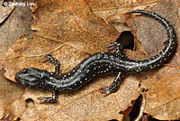 Speckled Black Salamander