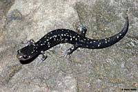 Speckled Black Salamander