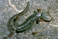 Speckled Black Salamander