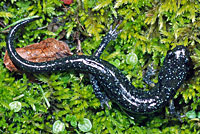 Santa Cruz Black Salamander