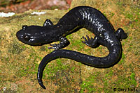 Santa Cruz Black Salamander