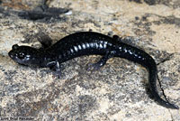 Santa Cruz Black Salamander