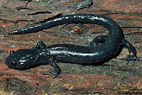 Santa Cruz Black Salamander