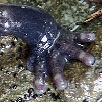 Santa Cruz Black Salamander