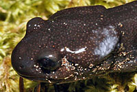 Northwestern Salamanders with white secretions. Northwestern Salamanders have parotoid glands on their heads, backs and tails. When they are threatened, they put their head down in a defensive posture and release a white poisonous fluid from these glands. Sometimes they will butt their head and lash their tail to smear the poison on an attacker. This poison can kill or sicken small animals and causes skin irritation in some people. 