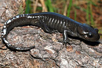 Northwestern Salamanders with white secretions. Northwestern Salamanders have parotoid glands on their heads, backs and tails. When they are threatened, they put their head down in a defensive posture and release a white poisonous fluid from these glands. Sometimes they will butt their head and lash their tail to smear the poison on an attacker. This poison can kill or sicken small animals and causes skin irritation in some people. 