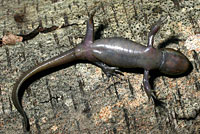 Northwestern Salamander