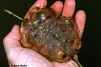 Northwestern Salamander Eggs