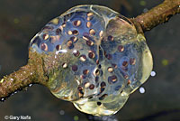 Northwestern Salamander Eggs