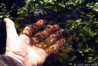 Northern Red-legged Frog Eggs