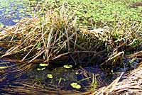 Northern Red-legged Frog Eggs