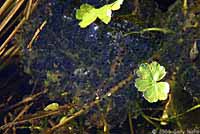 Northern Red-legged Frog Eggs