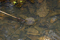 Northwestern Salamander Eggs