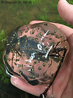 Northwestern Salamander Eggs